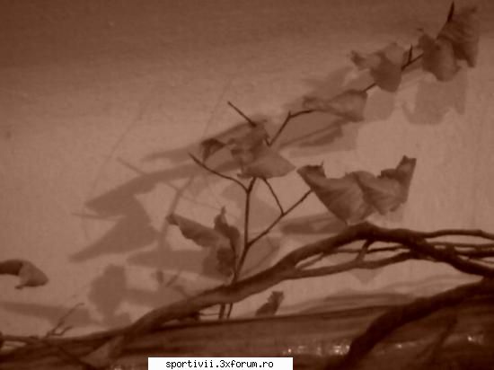 foto in motion